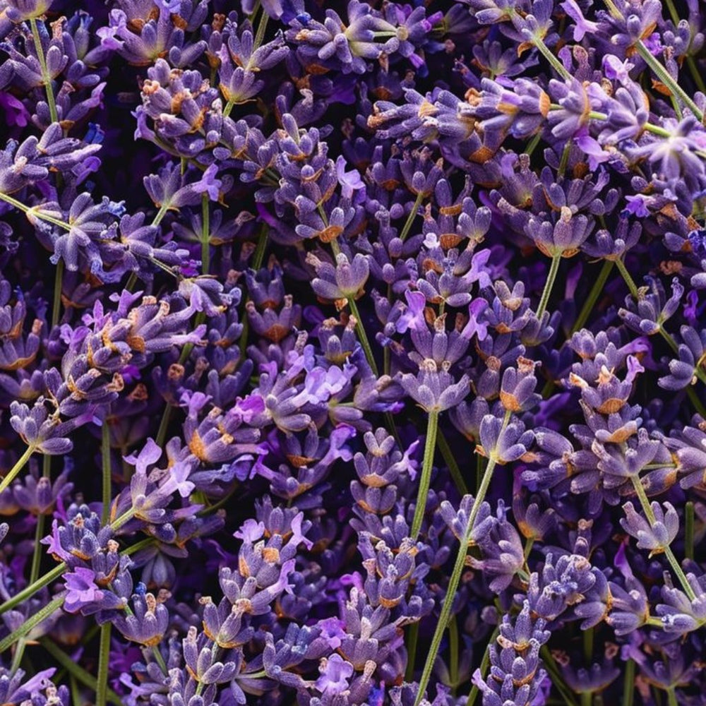 crop-1788443267221.jpg