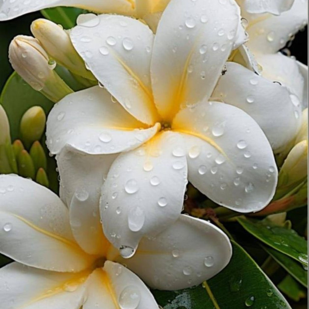crop-1789150828356.jpg